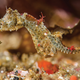 Imagen para el artículo titulado Esta nueva especie de caballito de mar es tan pequeña que ha permanecido años oculta a simple vista